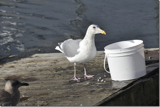 sea gulls,geese.birds,nature,Portuguese Joe's Fish Market,pidgeons