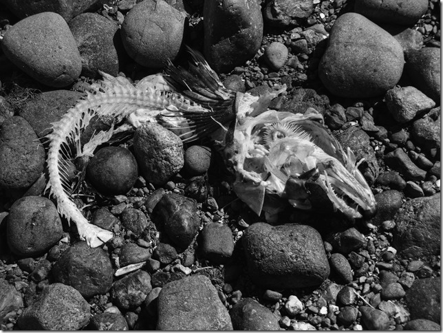 Salmom,beach,nature,salmon run