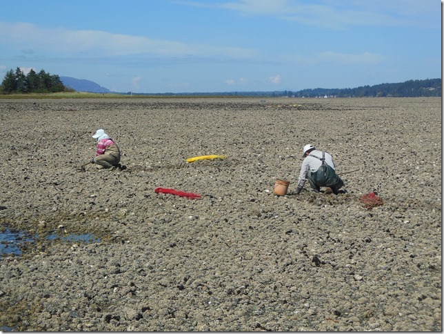 Royston,Baynes Sound,Salish Sea,beach,clams,nature,ocean,marine life,video