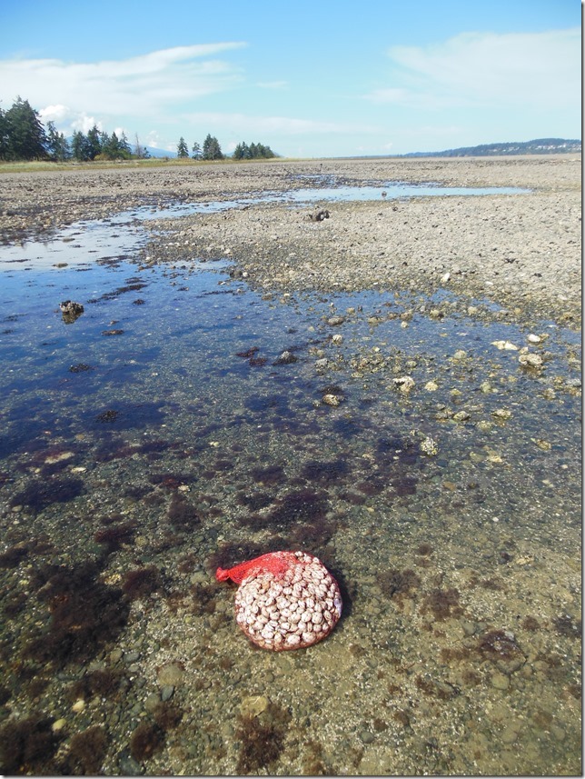 Royston,Baynes Sound,Salish Sea,beach,clams,nature,ocean,marine life,video