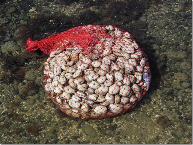 Royston,Baynes Sound,Salish Sea,beach,clams,nature,ocean,marine life,video