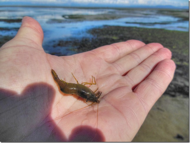 Kye Bay,beach,Georgia Strait,marine life,shrimp