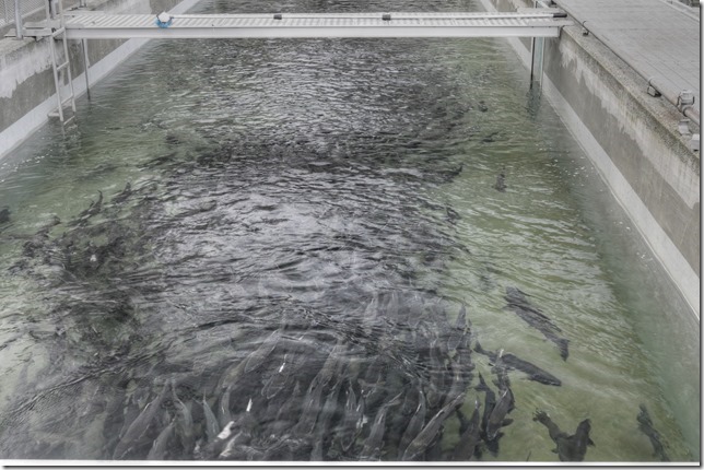 Puntledge Hatchery,salmon