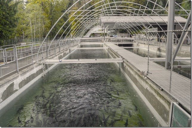 Puntledge Hatchery,salmon