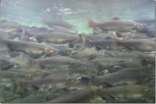 Puntledge Hatchery,salmon