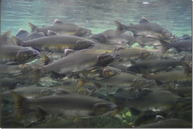 Puntledge Hatchery,salmon