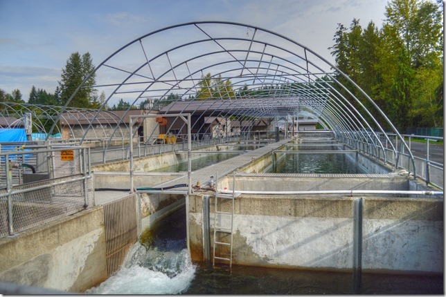 Puntledge Hatchery,salmon