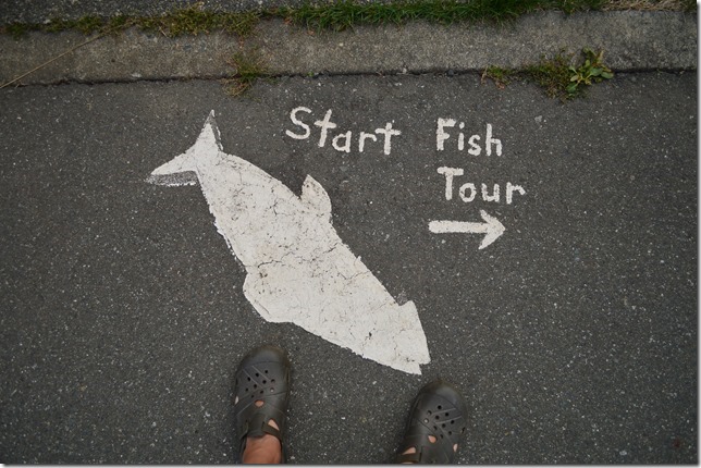 Puntledge Hatchery,salmon