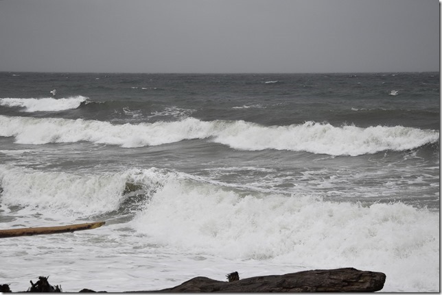 storm,Campbell River,waves,seagull