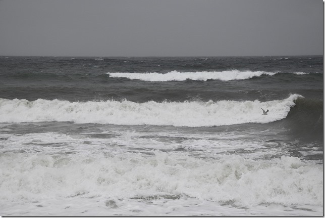 storm,Campbell River,waves,seagull