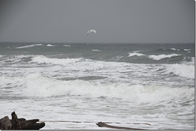 storm,Campbell River,waves,seagull