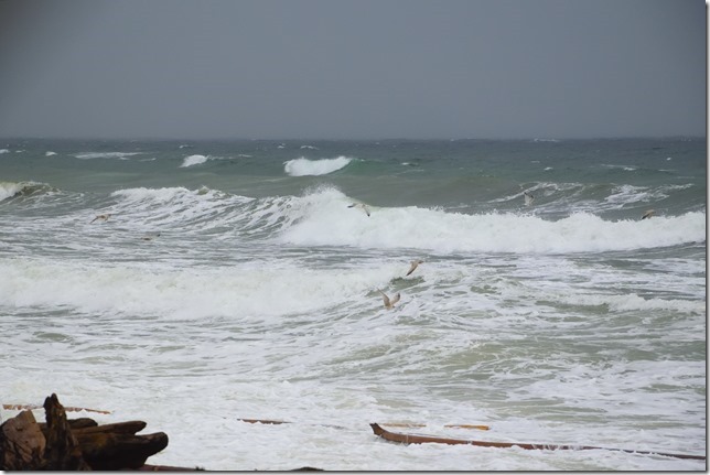 storm,Campbell River,waves,seagull