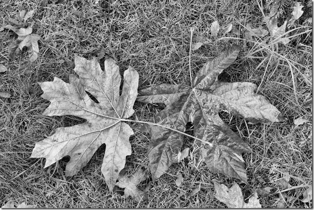 Oh Canada,leaves,fall