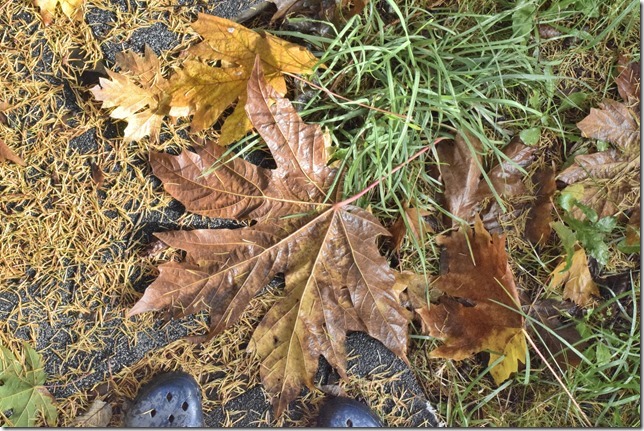 Oh Canada,leaves,fall