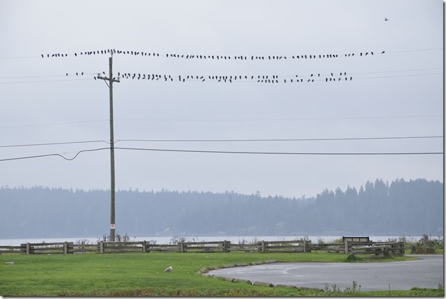 birds,Birds on a wire