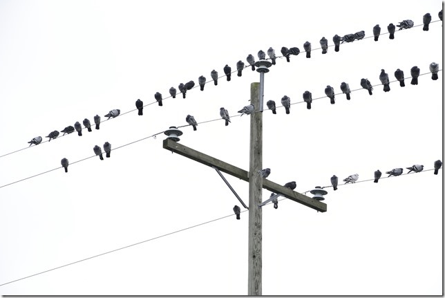 birds,Birds on a wire