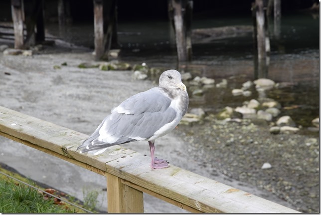 seagull,birds,nature