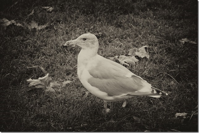 seagull,birds,nature