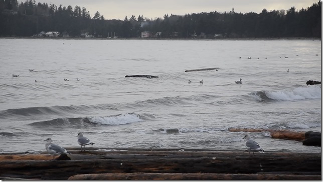 Kay Bay,beach,Georgia Strait,marine life,waves,gulls,driftwood