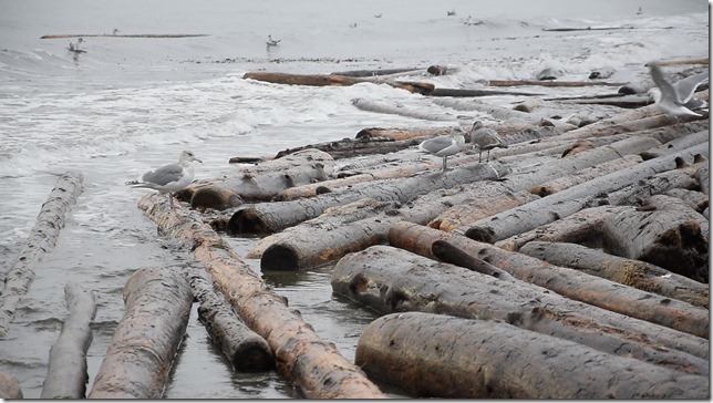 Kay Bay,beach,Georgia Strait,marine life,waves,gulls,driftwood,Air Force Beach
