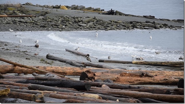 Kay Bay,beach,Georgia Strait,birds,driftwood,sea gulls