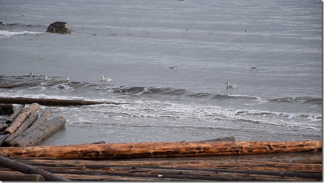 Kay Bay,beach,Georgia Strait,marine life,waves,gulls,driftwood