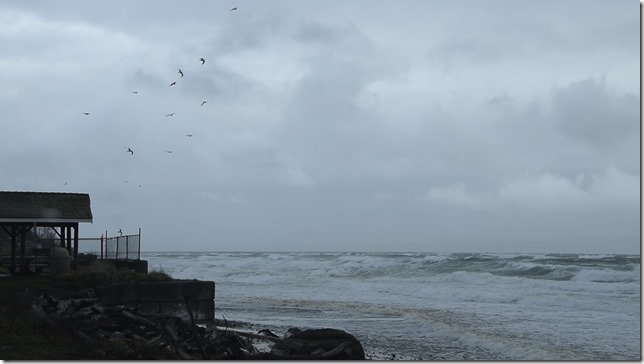 waves,storm,Georgia Strait,Point Holmes,Salish Sea,sea gulls