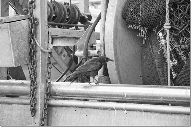 crows,fishing boats,birds,fisherman's wharf