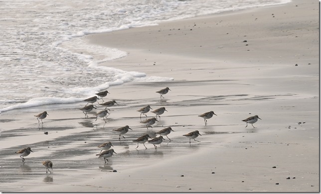 Pachena Bay,birds,ocean,beach,Bamfield