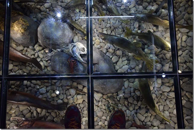 Campbell River,Quinsam Hatchery,Highway 28