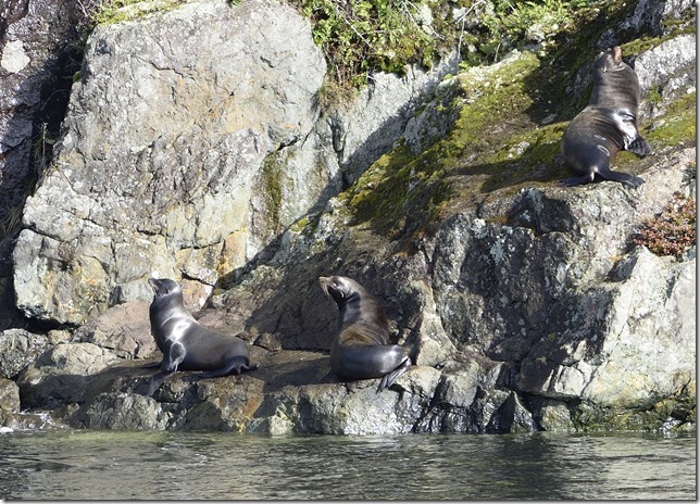Trevor Channel,sea lions,Tzartus Island