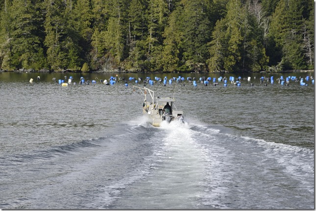 Frances Barkley,ships,Alberni Inlet,ocean,Bamfield,Lady Rose Marine,nature,Oysters,Sarita,Trevro Channel,Sproat Bay,aquaculture
