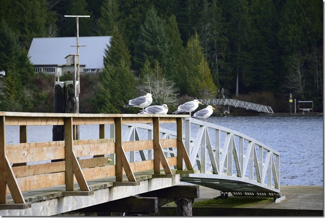 birds,nature,Bamfield,gulls
