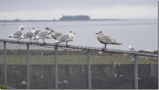 Portuguese Joes,sea gulls,birds,nature,Comox,Vancouver Island,British Columbia