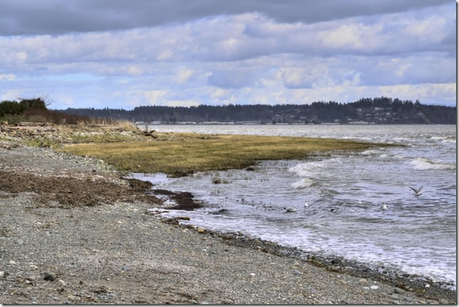 birds,beach,waves,Courtenay,Royston
