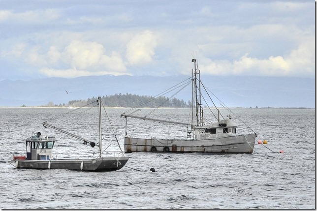 ships,Baynes Sound,oysters,ocean
