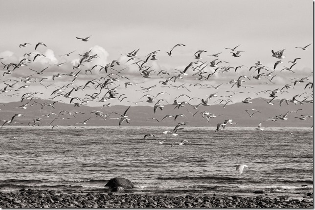 gulls,sea gulls,Texada Island,Comox.Georgia Strait,ocean,birds,nature,Salish Sea