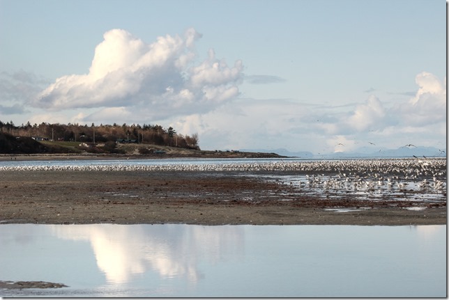 Kye Bay,sea gulls,gulls,birds,Georgia Strait,COmox,Cape Lazo,CFB Comox