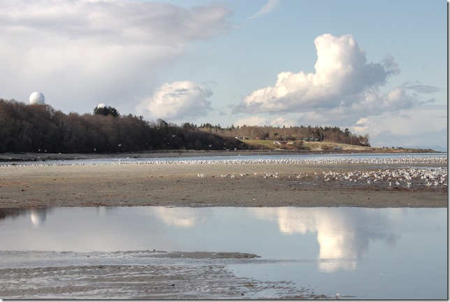 Kye Bay,sea gulls,gulls,birds,Georgia Strait,COmox,Cape Lazo,CFB Comox