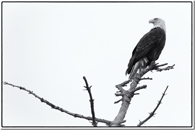 eagle,birds,nature,Air Force Beach,Comox