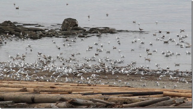 sea gulls,birds,nature,Air Force Beach,Comox