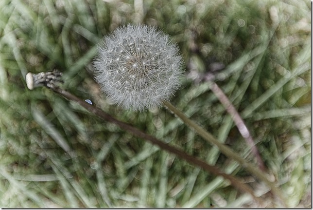 weeds,plants,flowers,nature,spring,dandelion