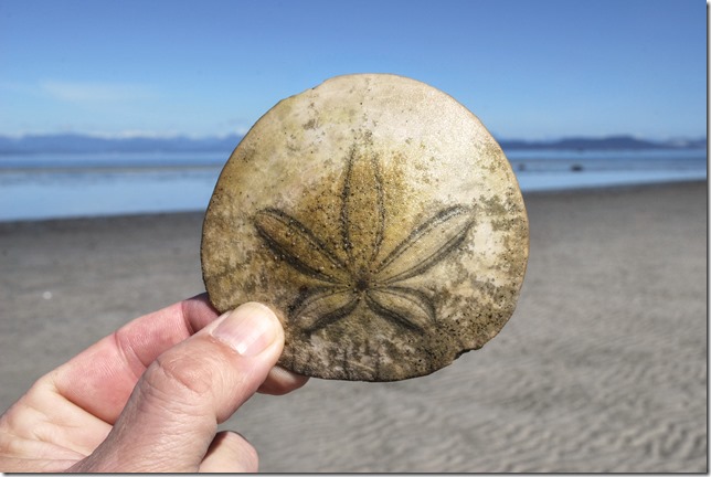 beach,Sand dollar,nature,Kye Bay,Lazo