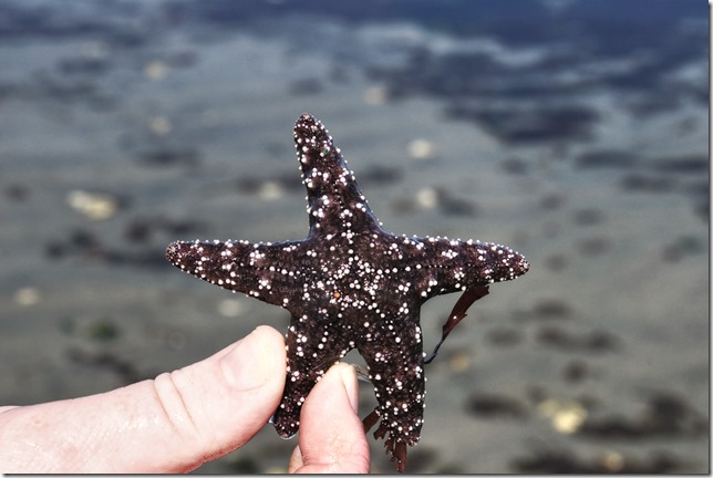 beach,starfish,nature,Kye Bay,Lazo