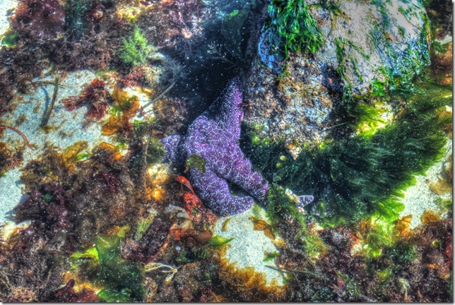 beach,starfish,nature,Kye Bay,Lazo