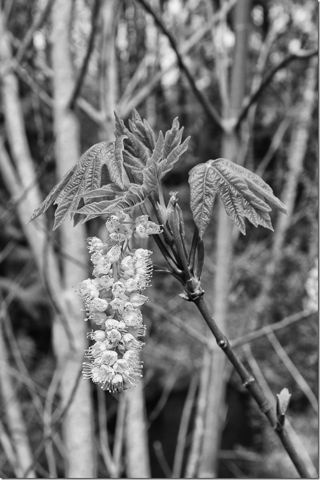 black and white,nature,plants,spring