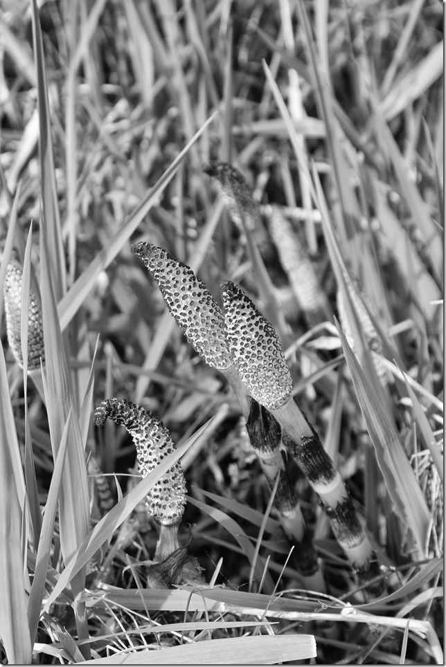 black and white,nature,plants,spring