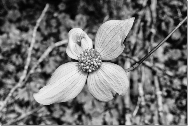 black and white,nature,plants,spring