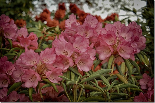  9 days of flowers,pink,flowers,spring