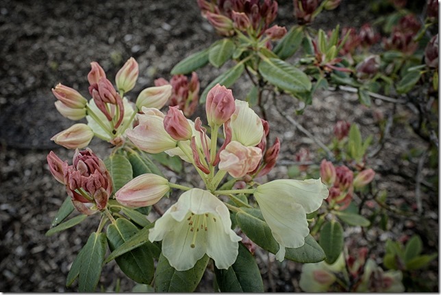  9 days of flowers,pink,flowers,spring